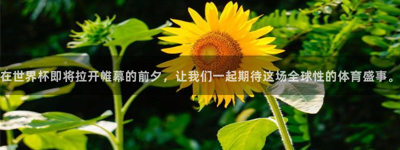 世界杯预选赛欧洲赛区赛程：在世界杯即将拉开帷幕的前夕，让我们一起期待这场全球性的体育盛事。