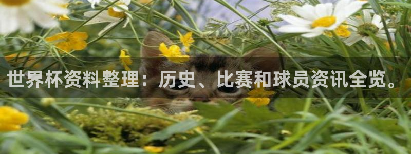足球世预赛：世界杯资料整理：历史、比赛和球员资讯全览。